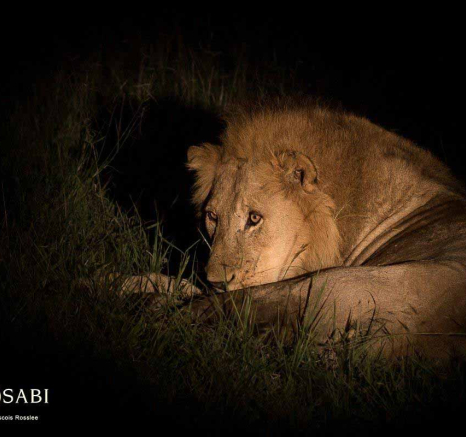 05Franscois Rosslee Avoca 1 Of 1 Final