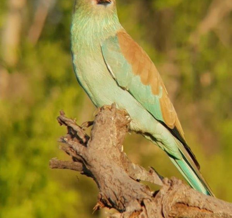 14Bianca Theron European Roller 1 Final 14Bianca Theron European Roller 1 Final