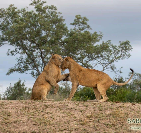 05Kevin Van Der Linde Lions Styx 29042019 2 Final