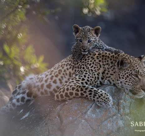 03ShaunJenkinson Kigelia 25 07 19 4 Final 03ShaunJenkinson Kigelia 25 07 19 4 Final