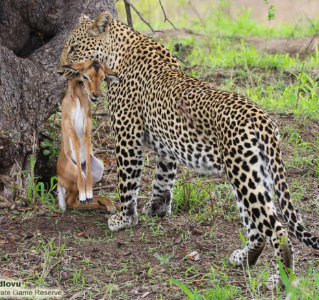 08andries Ndlovu Leopard Schotia 271119 3 Final 08andries Ndlovu Leopard Schotia 271119 3 Final