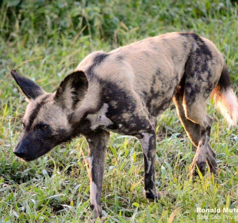 03Ronald Mutero Wildogs 15022020 13 Final 03Ronald Mutero Wildogs 15022020 13 Final