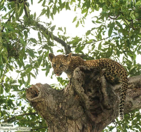 03andries Leopardcub.ntsumi 2 Final 03andries Leopardcub.ntsumi 2 Final