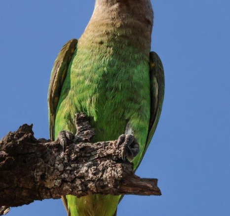 A13Coenraad Stapelberg Brown Headed Parrot 240822 5 Final A13Coenraad Stapelberg Brown Headed Parrot 240822 5 Final