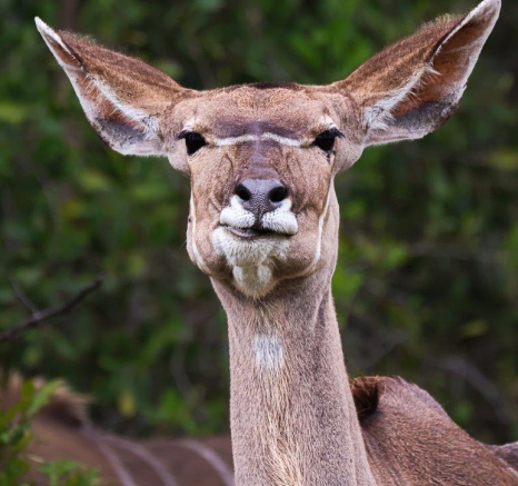 B08Coenraad Stapelberg Kudu 021122 1 Final