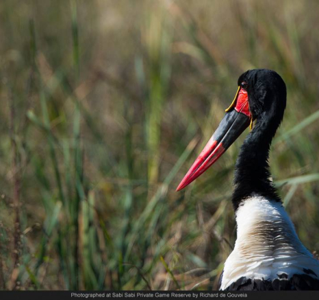 10368992 700588053322182 8648655138762671479 O