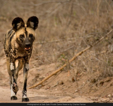 10679618 743350689045918 4462471451160150256 O