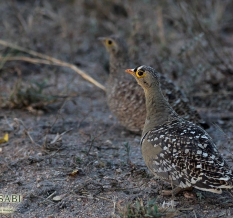 05Sheldon Hooper Sandgrouse 11 06 17 Final 05Sheldon Hooper Sandgrouse 11 06 17 Final