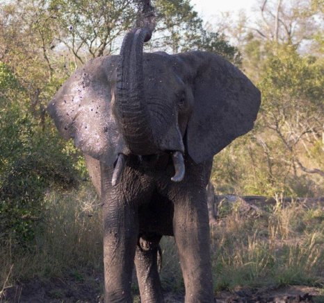 04Frederik Aucamp Elephants 1 Final 04Frederik Aucamp Elephants 1 Final