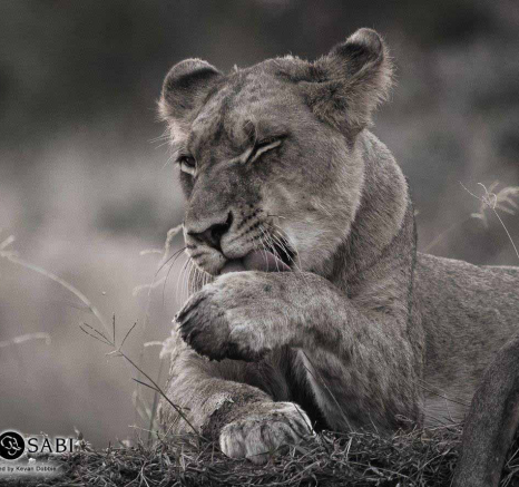 35Kevan Dobbie SP 130518 3 Final 35Kevan Dobbie SP 130518 3 Final