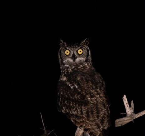 34Kevin Van Der Linde Spotted Eagle Owl 24022019 Final