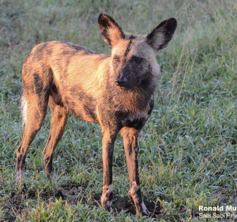 04Ronald Mutero Wildogs 15022020 14 Final 04Ronald Mutero Wildogs 15022020 14 Final