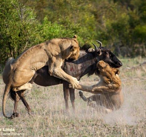 21Kevin Van Der Linde Lion Kill 19122018 4 Final 21Kevin Van Der Linde Lion Kill 19122018 4 Final