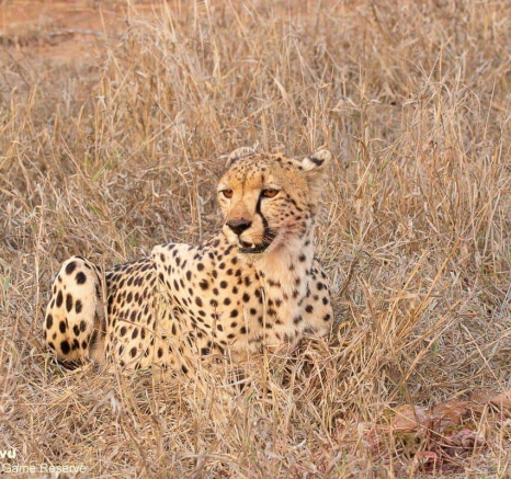 27andries Cheetah 050920 5 Final