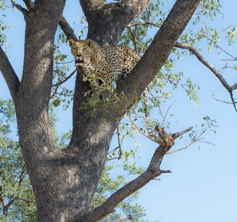 09Amy Leigh Leopard Dewane 3 130521 Final