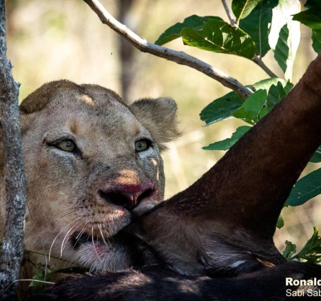 19ronald Mutero Stix And Cubs 17062021  6 Final 19ronald Mutero Stix And Cubs 17062021  6 Final
