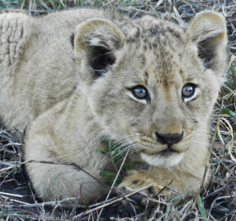 Lion Cub 2 Lion Cub 2
