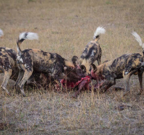12Kosie Lategan Wild Dog Blog 7 12Kosie Lategan Wild Dog Blog 7