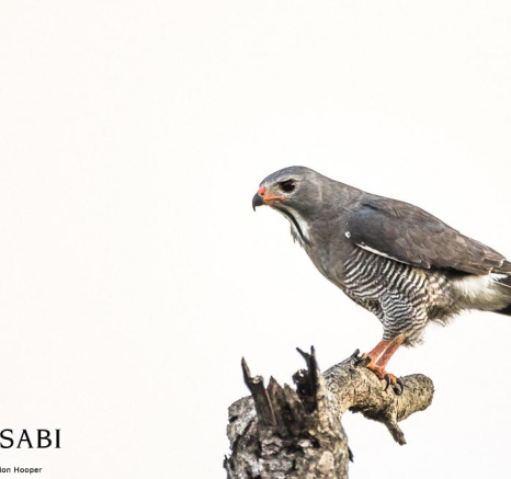 34 Sheldon Hooper Lizard Buzzard 01 01 17 34 Sheldon Hooper Lizard Buzzard 01 01 17