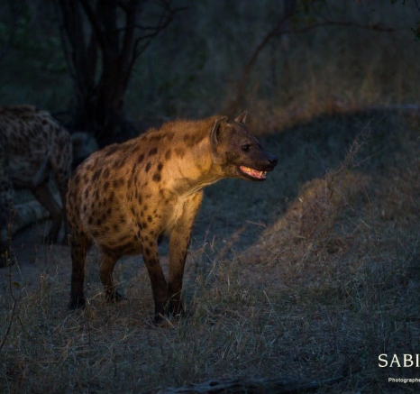 33Franscois Rosslee Hyenas 280517 1 Final