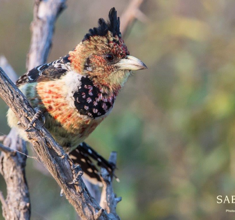 27Terry Ennever Crested Barbet Final 27Terry Ennever Crested Barbet Final