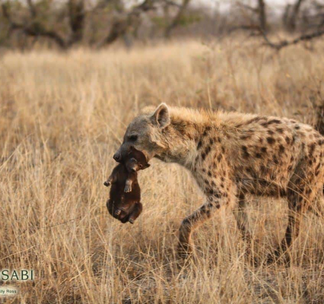 22Ally Ross Hyena Cub 11082018 Final 22Ally Ross Hyena Cub 11082018 Final