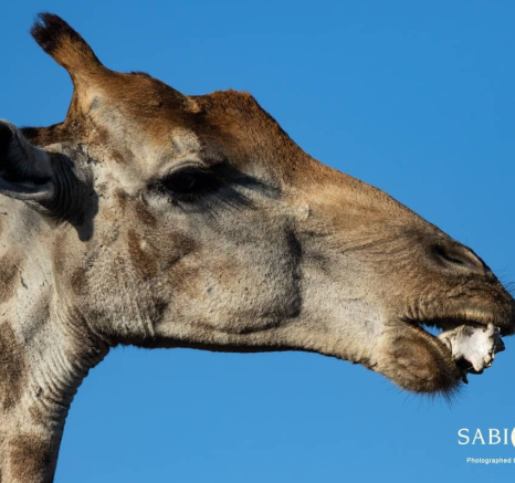 04Kevin Van Der Linde Giraffe 08112018 Final 04Kevin Van Der Linde Giraffe 08112018 Final