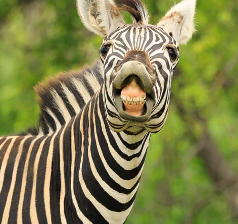 04Ally Ross Zebra Blog 02 Final