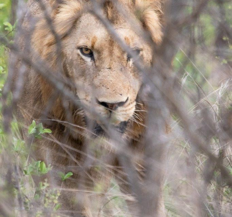 22Kevin Van Der Linde Lions Nwaswitwisaka 30112019 6 Final 22Kevin Van Der Linde Lions Nwaswitwisaka 30112019 6 Final