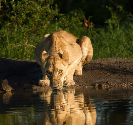45Greme Stewart Lioness Drinking 20191226 Final 45Greme Stewart Lioness Drinking 20191226 Final