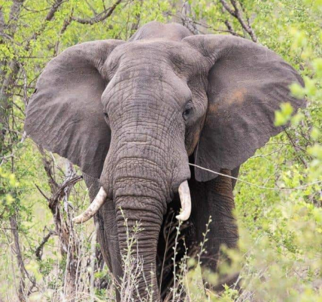 06Kevin Van Der Linde Elephant 27112019 Final 06Kevin Van Der Linde Elephant 27112019 Final