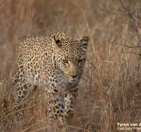08Tyron Van Der Walt Kigelia And Cub 090920 8 Final 08Tyron Van Der Walt Kigelia And Cub 090920 8 Final