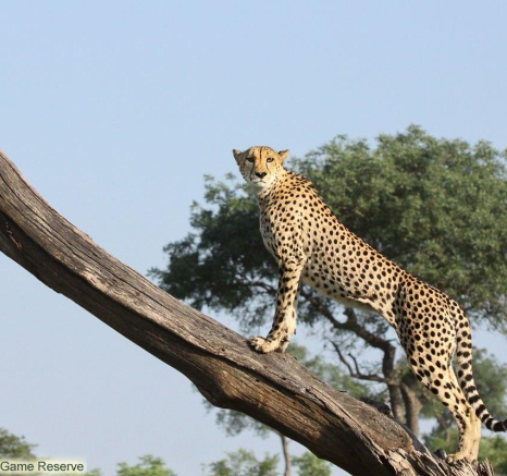 A36Erin Herbst Cheetah 4 121221 Final A36Erin Herbst Cheetah 4 121221 Final