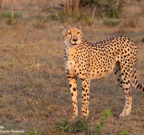 12andries Cheetah.cubs 191120 2 Final 12andries Cheetah.cubs 191120 2 Final