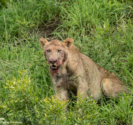 11andries Umkhombicamp.blog .lioness 3 Final