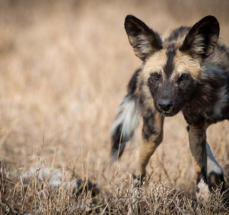 Terry Ennever Wilddogs Terry Ennever Wilddogs