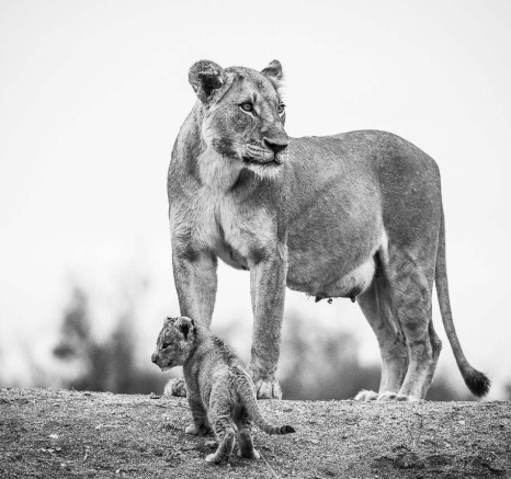 22Terry Ennever Lion Cubs 1 4 22Terry Ennever Lion Cubs 1 4