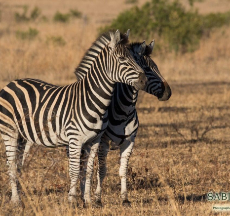 25Franscois Rosslee Zebra Aug 1 Of 1 Final