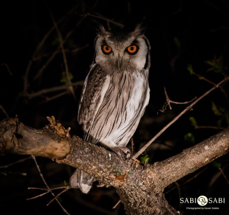 05Kevan Dobbie White Faced Owl 1510 Final 05Kevan Dobbie White Faced Owl 1510 Final