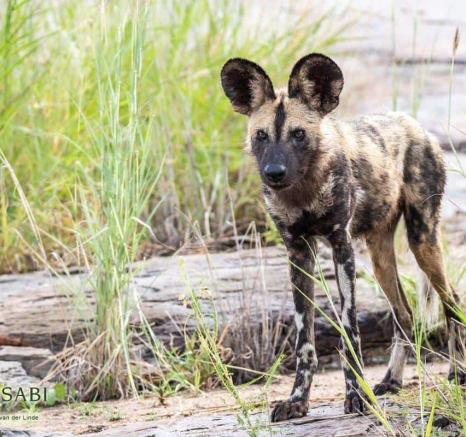 03Kevin Van Der Linde Wild Dog 23032019 4 Final