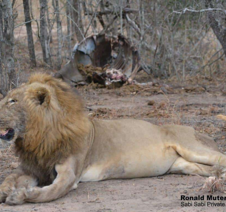03Ronald Mutero Lion 1 4 Final 03Ronald Mutero Lion 1 4 Final