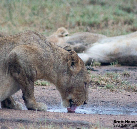 32Brett Heasman Unkown Pride 27032020 3 Final 32Brett Heasman Unkown Pride 27032020 3 Final