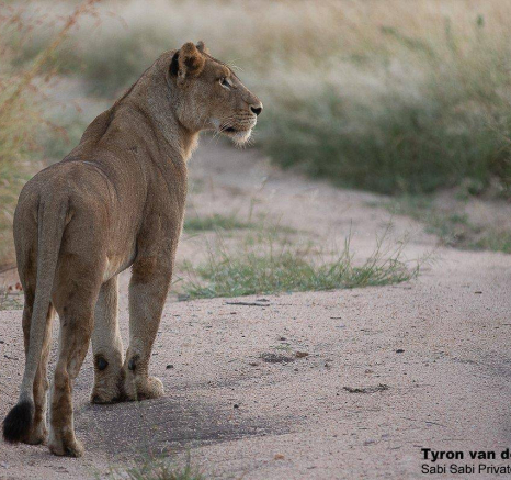 49Tyron Van Der Walt Sp 31032020 Final 49Tyron Van Der Walt Sp 31032020 Final