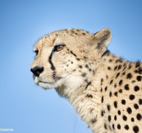 A07Graeme Stewart Female Cheetah 090222 2  Final