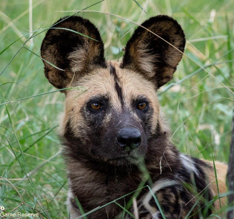 A08ronald Mutero Willddogs 25032022 3 Final