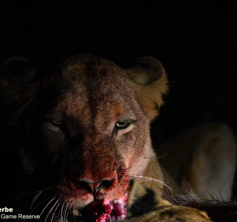 A18Jamiel Lionkill 190622 1 Final A18Jamiel Lionkill 190622 1 Final