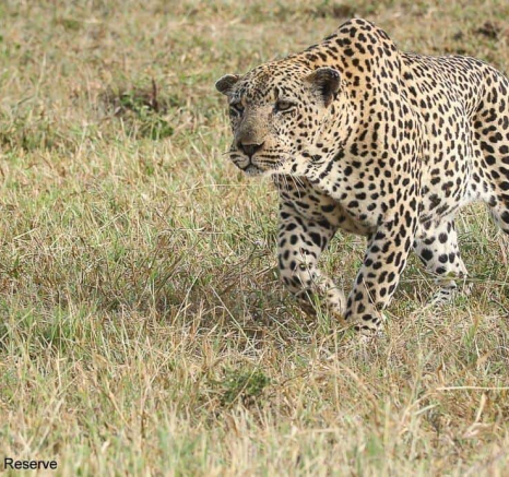 25andries.ndlovu Leopard.xovonakele 16.3.20 6 Final 25andries.ndlovu Leopard.xovonakele 16.3.20 6 Final