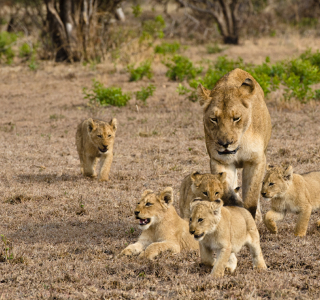 Lioness With Cubs Lioness With Cubs