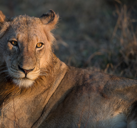 Southern Pride 7 Southern Pride 7