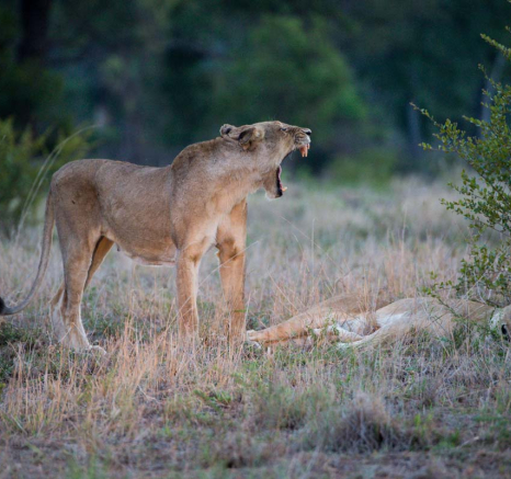 16sp Lioness And Charston Male Grant Rodewijk 032